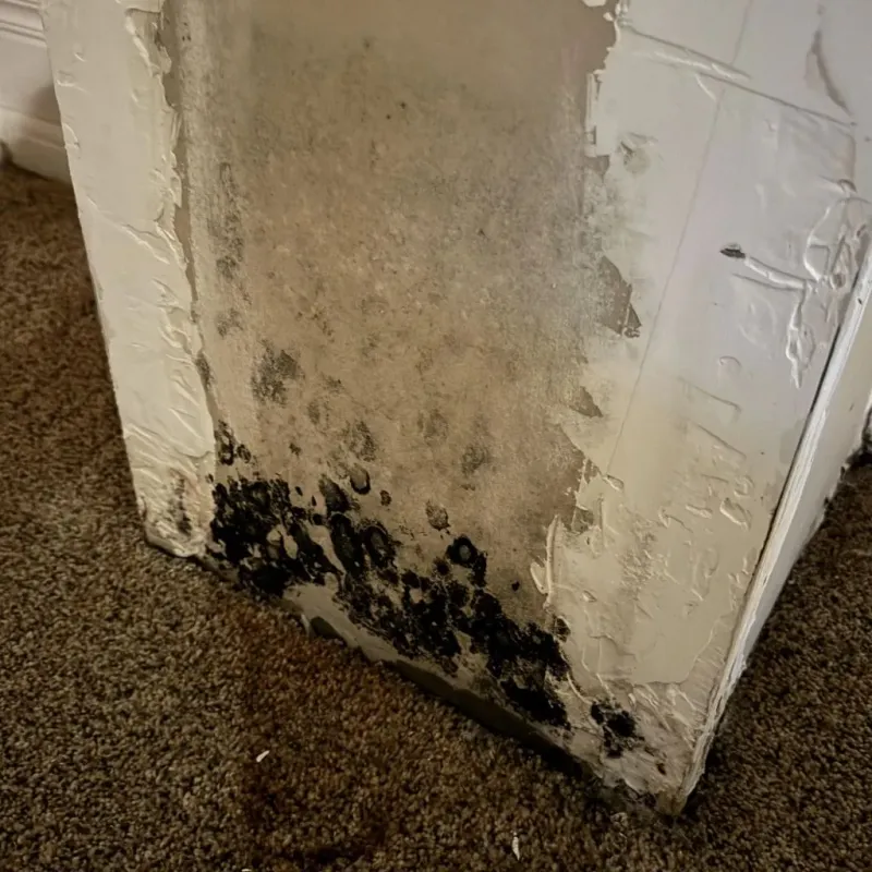 Professional Mold Removal in Rincon, GA